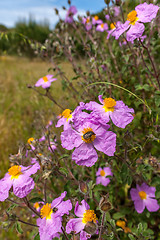 Image showing Pinc young flowers growing in green farm field