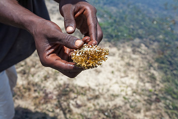 Image showing hands  holding corals 