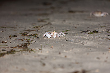 Image showing Crab on gray sand