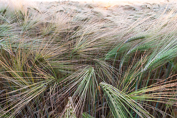 Image showing Young wheat growing in green farm field