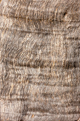 Image showing natural tree bark