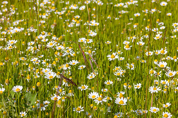 Image showing field of camomiles