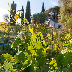 Image showing young green unripe wine grapes 