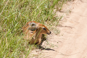 Image showing antelope on a background of green grass