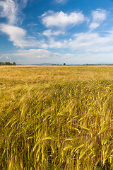 Image showing Wheat growing in green farm field