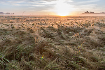 Image showing Young wheat growing in green farm field under blue sky