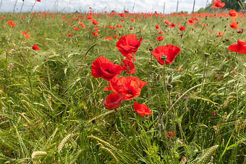 Image showing Meadow with beautiful bright red poppy flowers 