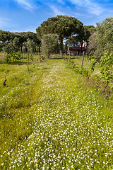 Image showing field of camomiles