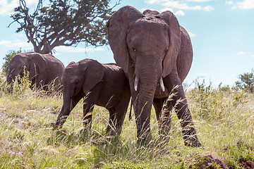 Image showing elephant family walking in the savanna