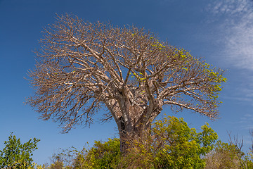 Image showing The dry tree and blue sky