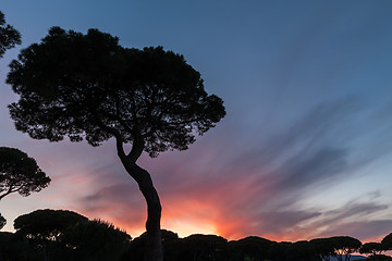 Image showing Italian sunset on the background of pines