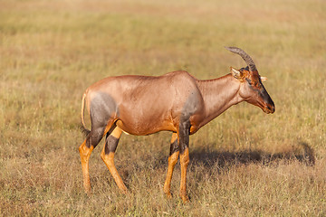 Image showing antelope on a background of green grass