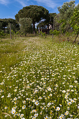 Image showing field of camomiles