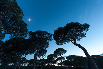 Image showing Italian sunset on the background of pines