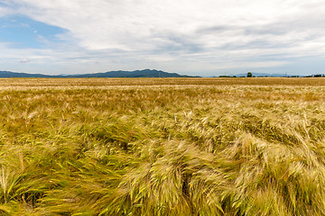 Image showing Young wheat growing in green farm field