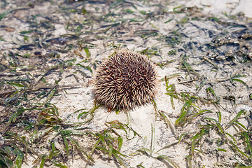 Image showing sea hedgehog lays on a sand