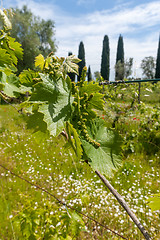 Image showing young green unripe wine grapes 