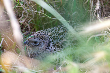 Image showing Pheasant male bird in a dunes landscape