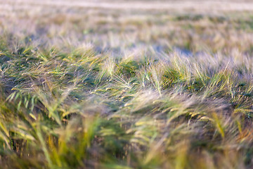 Image showing Young wheat growing in green farm field