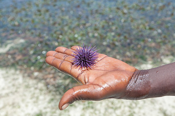 Image showing sea hedgehog lays on a man\'s hand