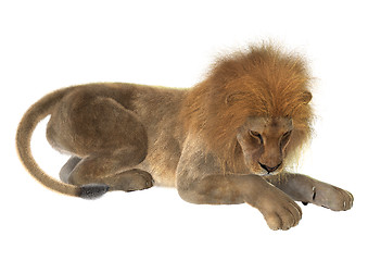 Image showing Male Lion