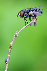 Image showing  black little  fly