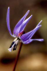 Image showing abstract erythronium  dens canis