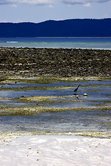 Image showing little little bird beach   in indian ocean madagascar