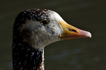 Image showing  brown  duck whit black  eye