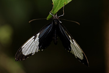 Image showing Butterfly