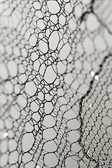 Image showing Special lace