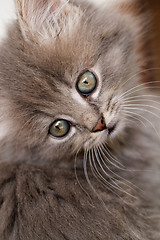 Image showing Beautiful grey kitten