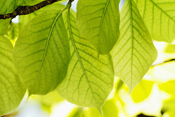 Image showing Grean leaves