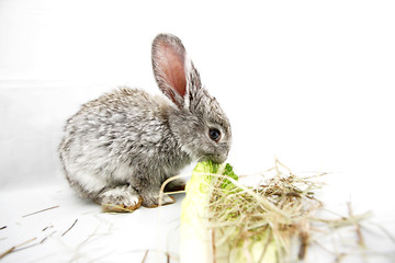 Image showing Gray rabbit