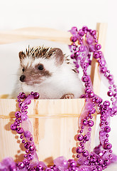 Image showing A cute little hedgehog - ( African white- bellied hedgehog )