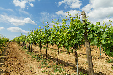 Image showing Tokay grapes