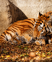 Image showing Tiger mum