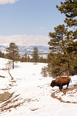 Image showing North American Bison Buffalo Roam Hillside Fresh Snow Blue Sky