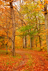 Image showing Fall forest road