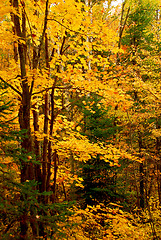 Image showing Fall forest background