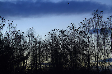 Image showing crows on the sky