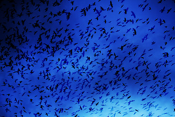 Image showing crows on the sky