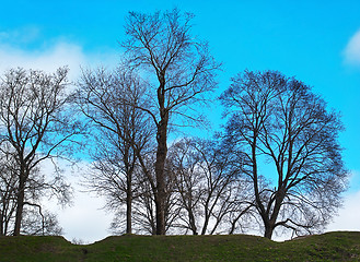 Image showing Trees and sky.