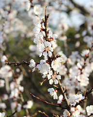 Image showing Cherry blossoming