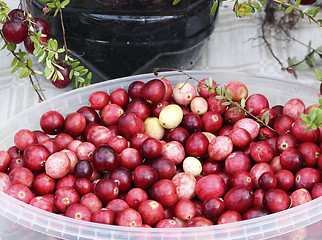 Image showing Cranberries