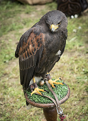 Image showing Portrait of Lanner falcon 