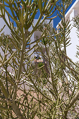 Image showing hotel facade in Egypt with cactus trees