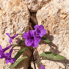 Image showing Purple Petunias