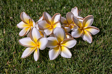 Image showing white frangipani flowers with leaves