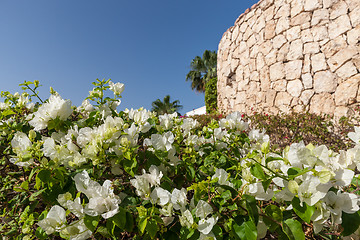 Image showing White bougainvillea, Sharm el Sheikh, Egypt.